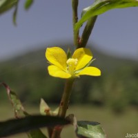 Ludwigia hyssopifolia (G.Don) Exell